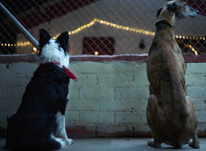 Comandante y Cartón